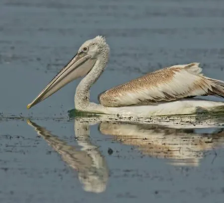 портхаус * Μπουργκάς