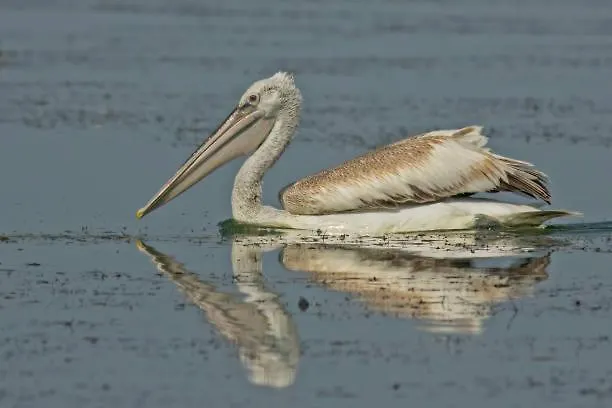 портхаус * Burgas City